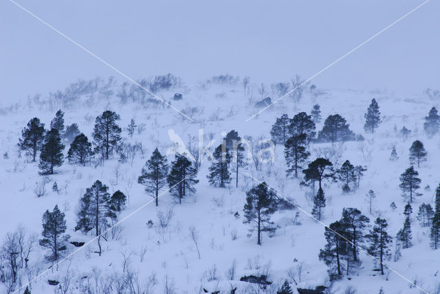 Pine tree (Pinus spec.)