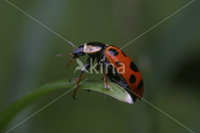 Dertienstippelig lieveheersbeestje (Hippodamia tredecimpunctata