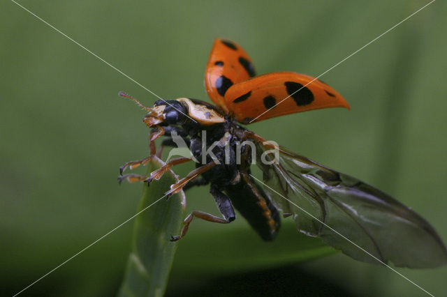 Dertienstippelig lieveheersbeestje (Hippodamia tredecimpunctata