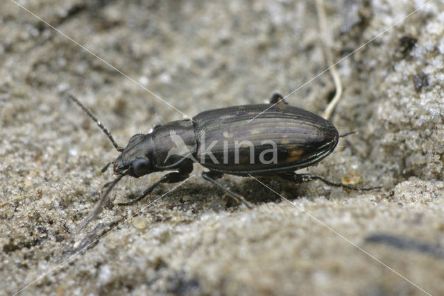 Donker Venpriempje (Bembidion obliquum)