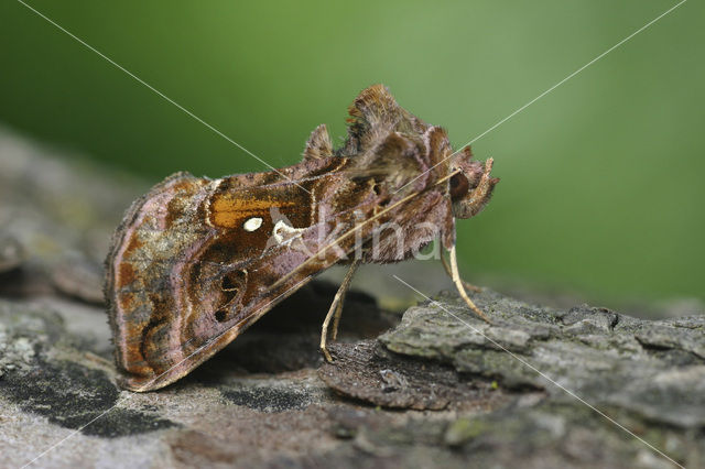 Beautiful Golden Y (Autographa pulchrina)