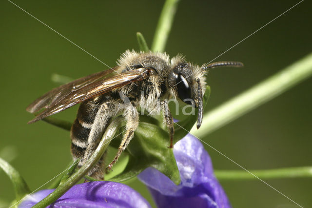 Donkere klokjeszandbij (Andrena pandellei)