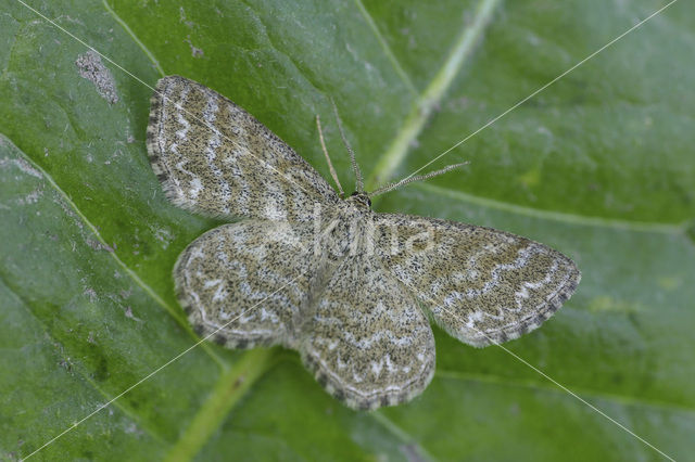 Donkere prachtstipspanner (Scopula immorata)