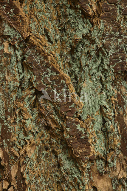 Douglasspar (Pseudotsuga menziesii)