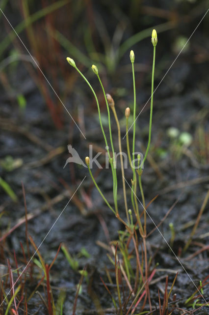 Draadgentiaan (Cicendia filiformis)