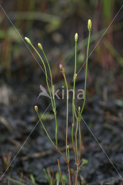 Draadgentiaan (Cicendia filiformis)