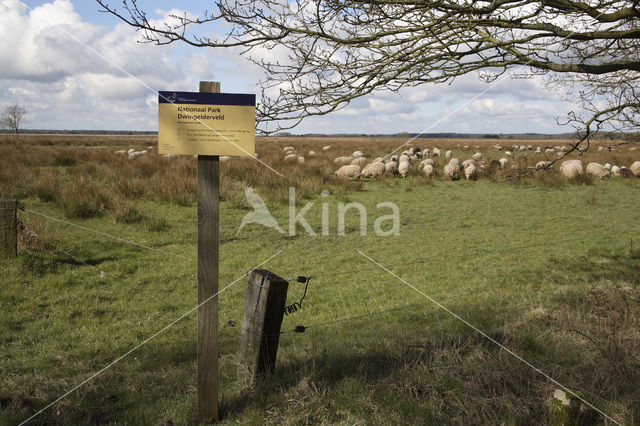 Drents heideschaap (Ovis domesticus)