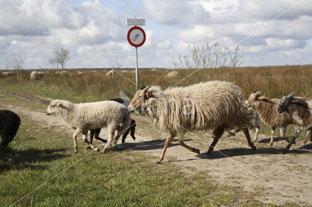 Drents heideschaap (Ovis domesticus)