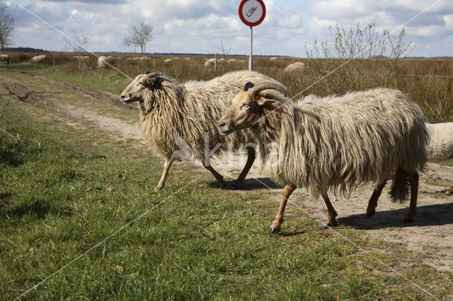 Drents heideschaap (Ovis domesticus)