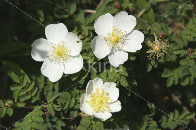 Duinroosje (Rosa pimpinellifolia)