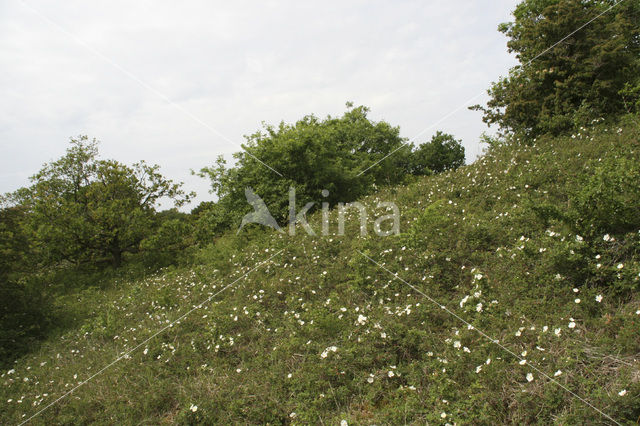 Duinroosje (Rosa pimpinellifolia)