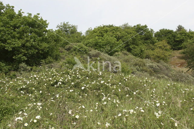 Duinroosje (Rosa pimpinellifolia)