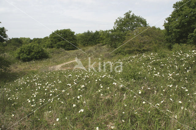 Duinroosje (Rosa pimpinellifolia)