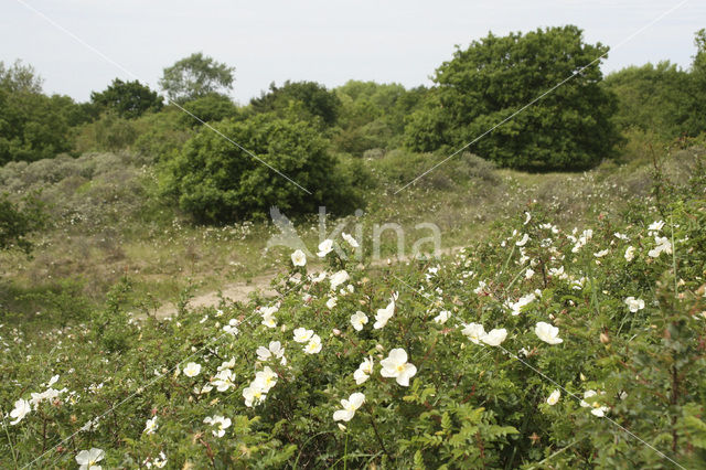 Duinroosje (Rosa pimpinellifolia)