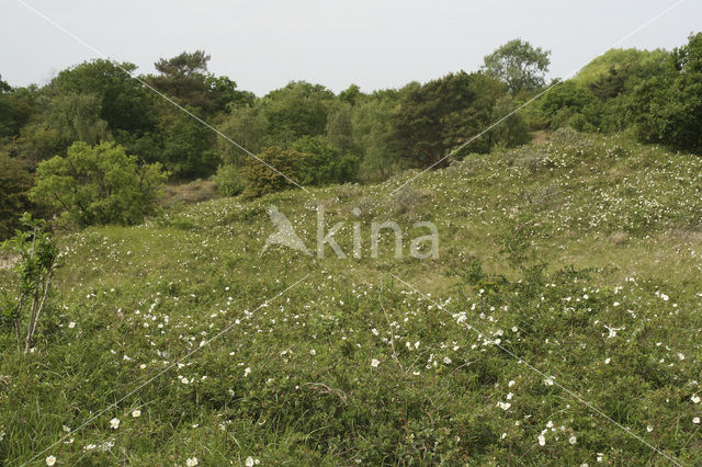 Duinroosje (Rosa pimpinellifolia)