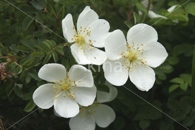 Duinroosje (Rosa pimpinellifolia)