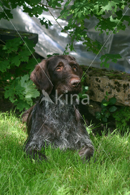 Duitse draadharige staande hond (Canis domesticus)