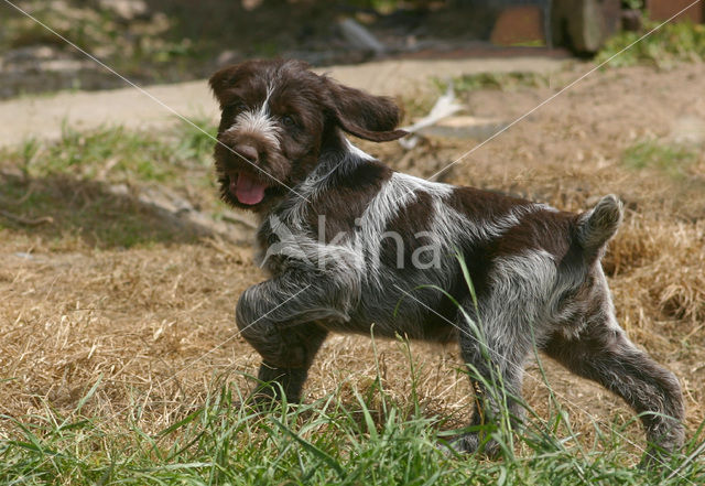 Duitse draadharige staande hond (Canis domesticus)