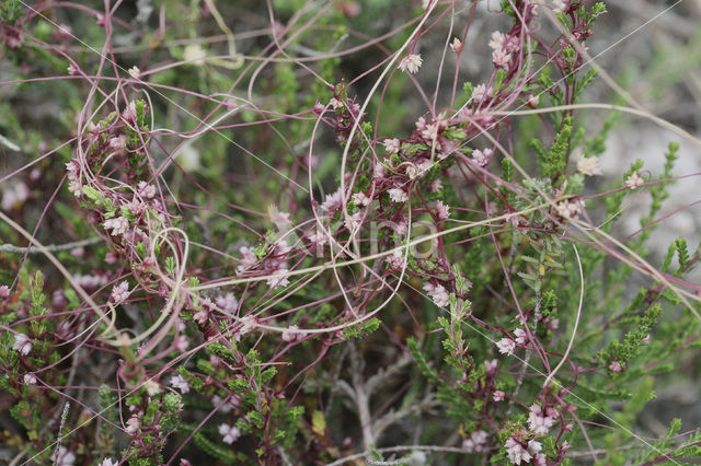 Common Dodder (Cuscuta epithymum)