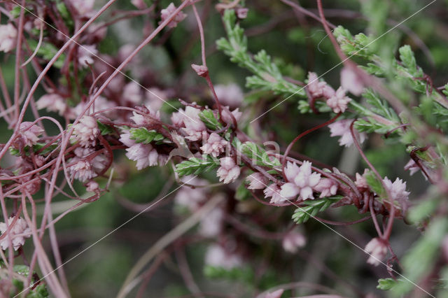 Common Dodder (Cuscuta epithymum)