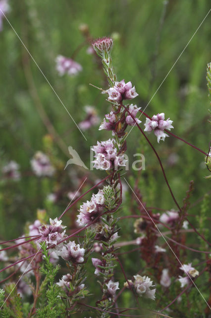 Common Dodder (Cuscuta epithymum)