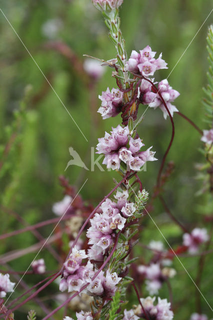 Common Dodder (Cuscuta epithymum)