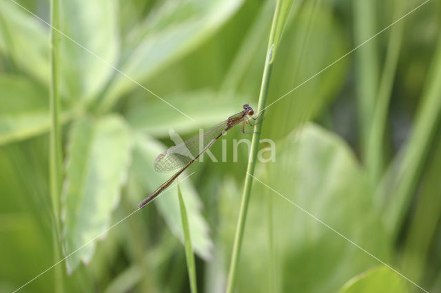 Dwergjuffer (Nehalennia speciosa)