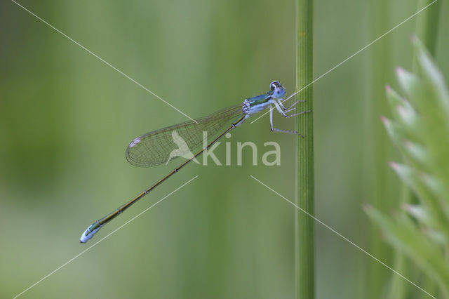 Pygmy Damselfly (Nehalennia speciosa)