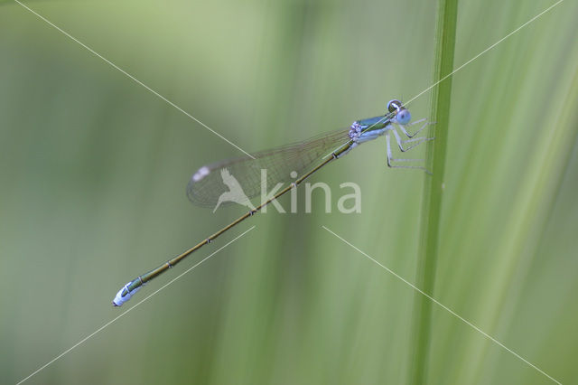 Dwergjuffer (Nehalennia speciosa)