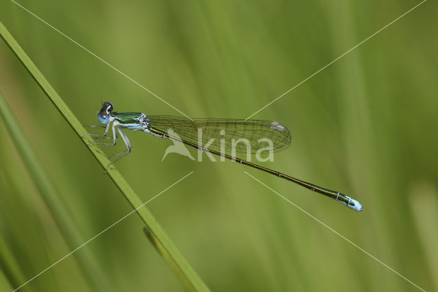 Dwergjuffer (Nehalennia speciosa)