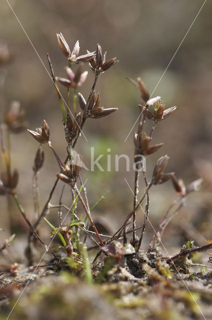 Dwergrus (Juncus pygmaeus)