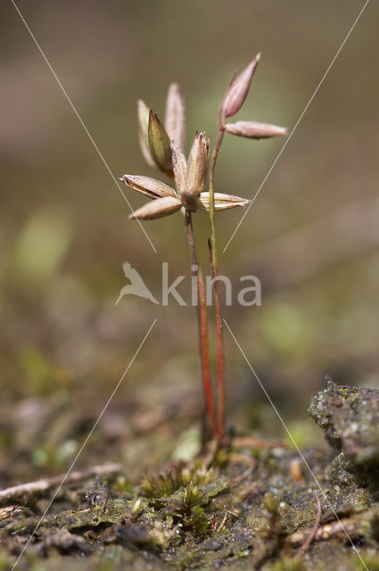 Pigmy Rush (Juncus pygmaeus)