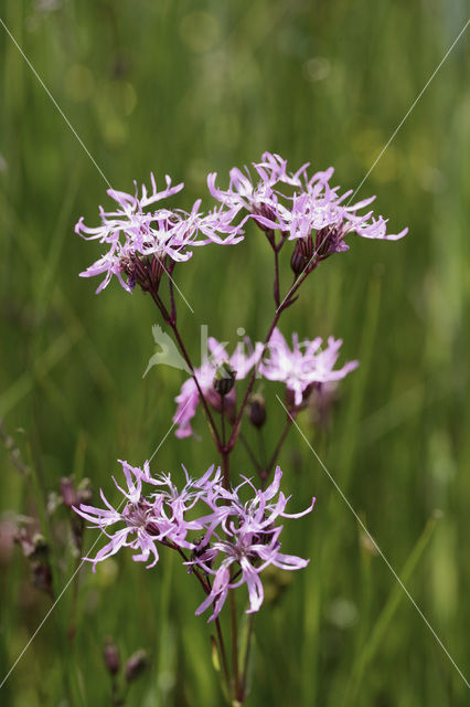 Echte koekoeksbloem (Lychnis flos-cuculi)