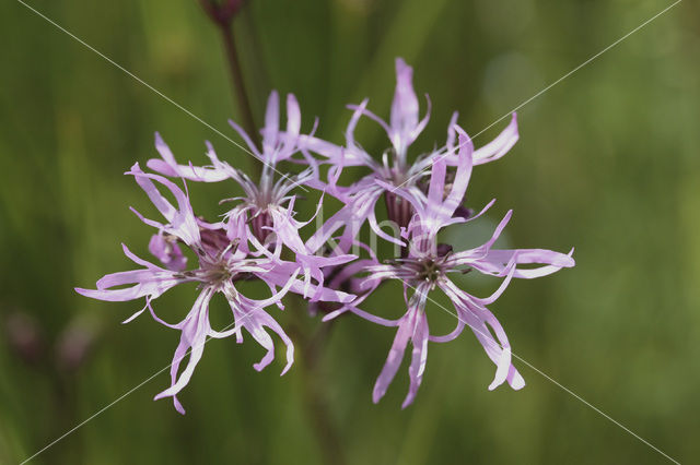 Echte koekoeksbloem (Lychnis flos-cuculi)