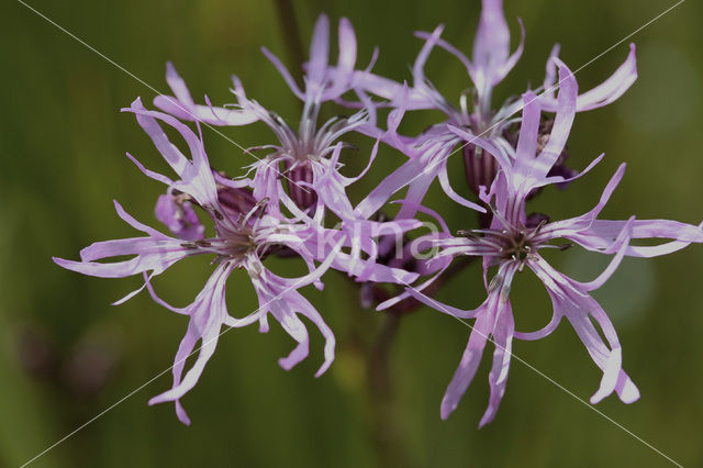 Echte koekoeksbloem (Lychnis flos-cuculi)