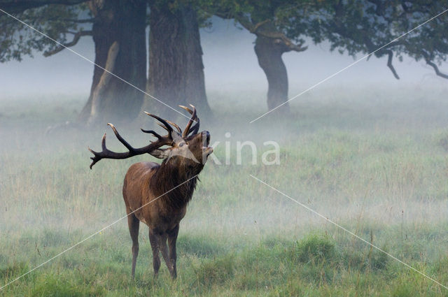 Red Deer (Cervus elaphus)