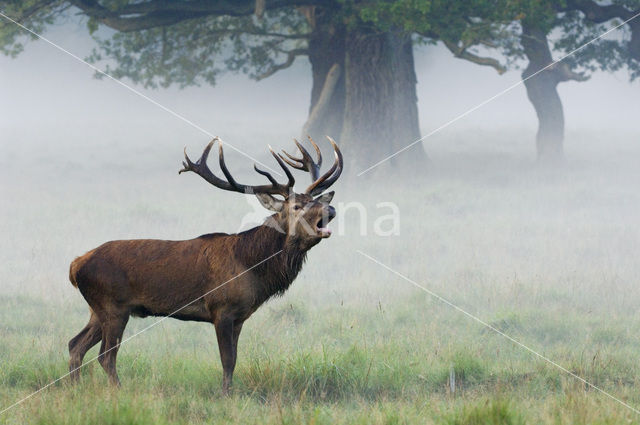 Red Deer (Cervus elaphus)