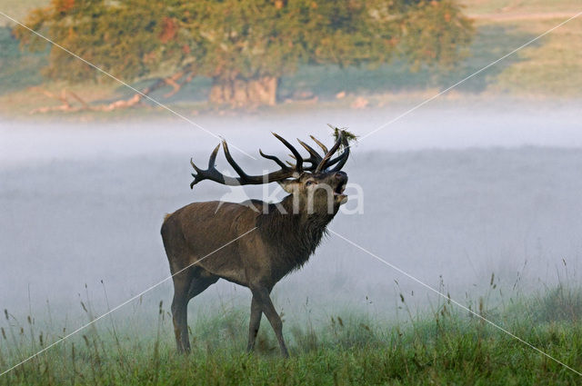 Red Deer (Cervus elaphus)