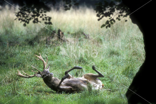 Red Deer (Cervus elaphus)