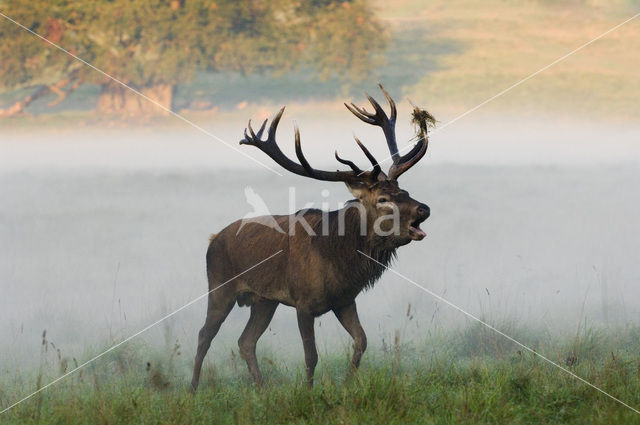 Red Deer (Cervus elaphus)