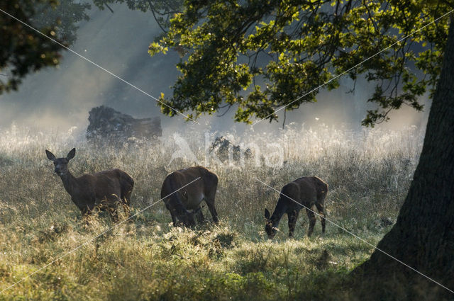 Red Deer (Cervus elaphus)