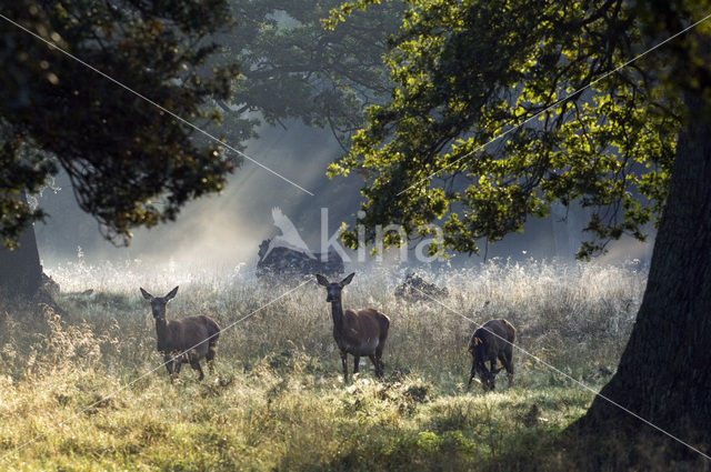 Red Deer (Cervus elaphus)