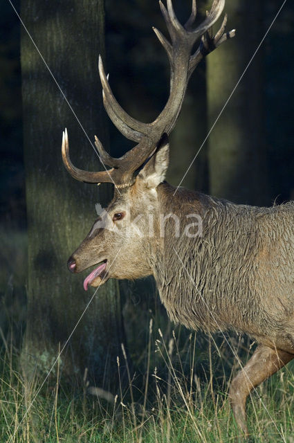 Red Deer (Cervus elaphus)