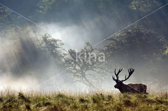 Red Deer (Cervus elaphus)