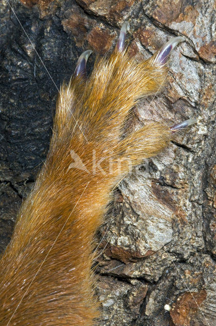 Red Squirrel (Sciurus vulgaris)