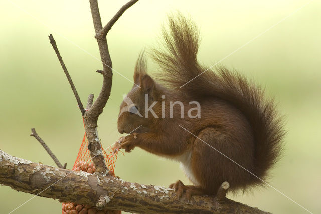 Eekhoorn (Sciurus vulgaris)