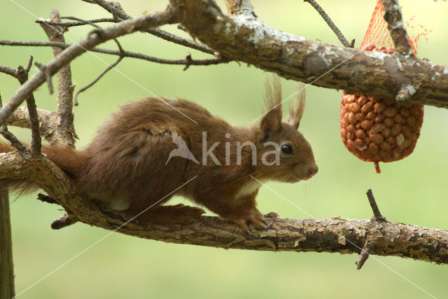 Red Squirrel (Sciurus vulgaris)