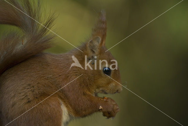 Eekhoorn (Sciurus vulgaris)