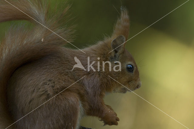 Red Squirrel (Sciurus vulgaris)