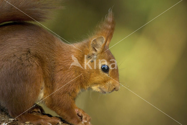 Eekhoorn (Sciurus vulgaris)